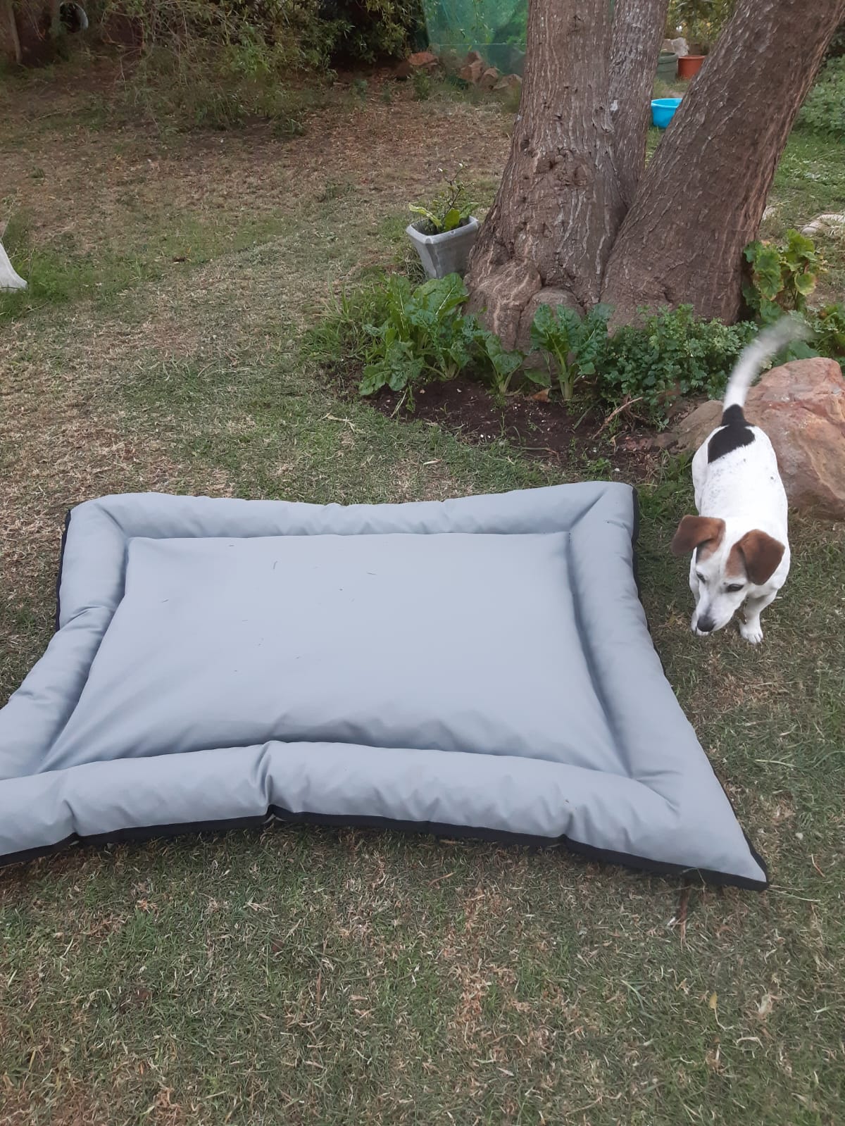 Dog bed square